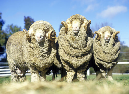 The History of Merino Wool: From Sheep to Socks